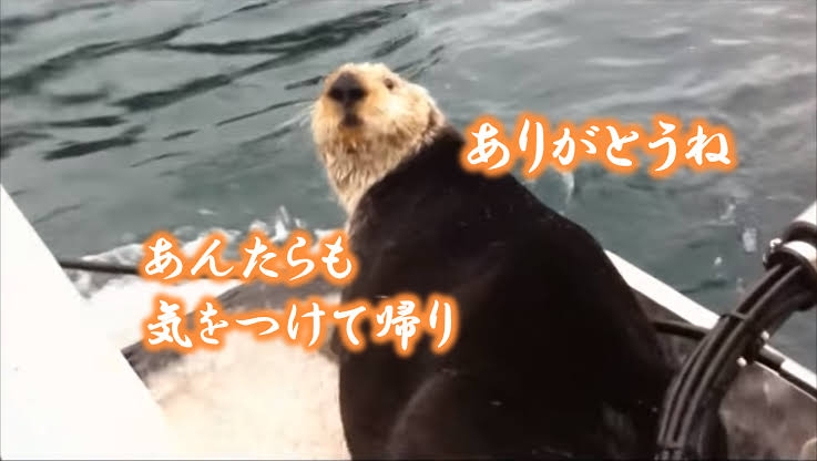 【とにかく】シャチについて【なんでも】