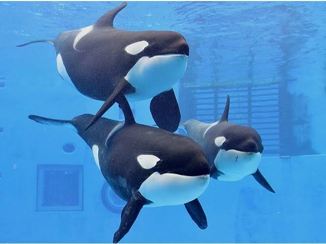 【とにかく】シャチについて【なんでも】