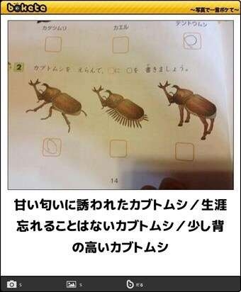 新宿御苑のカブトムシ大量発生、なぜ起きた? 夏の怪現象を検証 背景にあった意外な理由