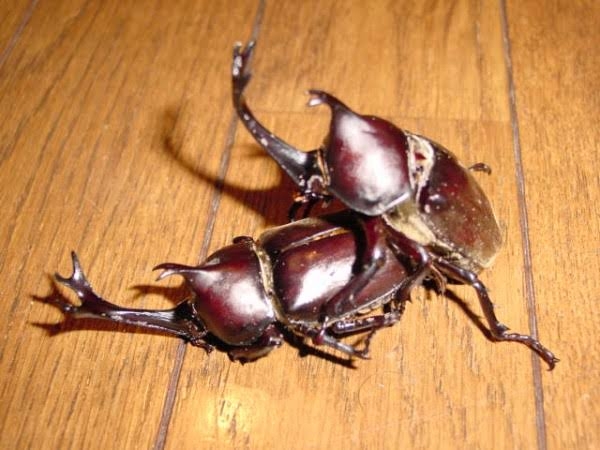 新宿御苑のカブトムシ大量発生、なぜ起きた? 夏の怪現象を検証 背景にあった意外な理由