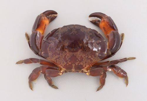 術を持っていても使わない人