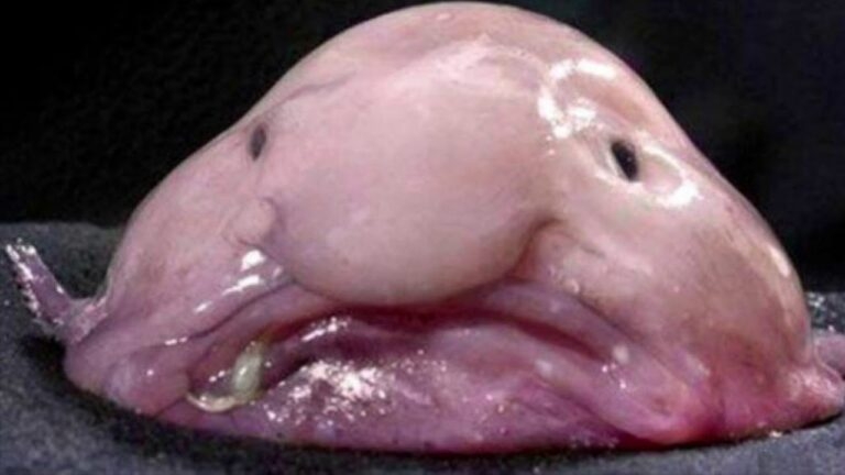 UFOキャッチャー景品取れず“犬系彼女”が号泣…人気カップルYouTuberの動画に賛否、“オチ”にも一部批判