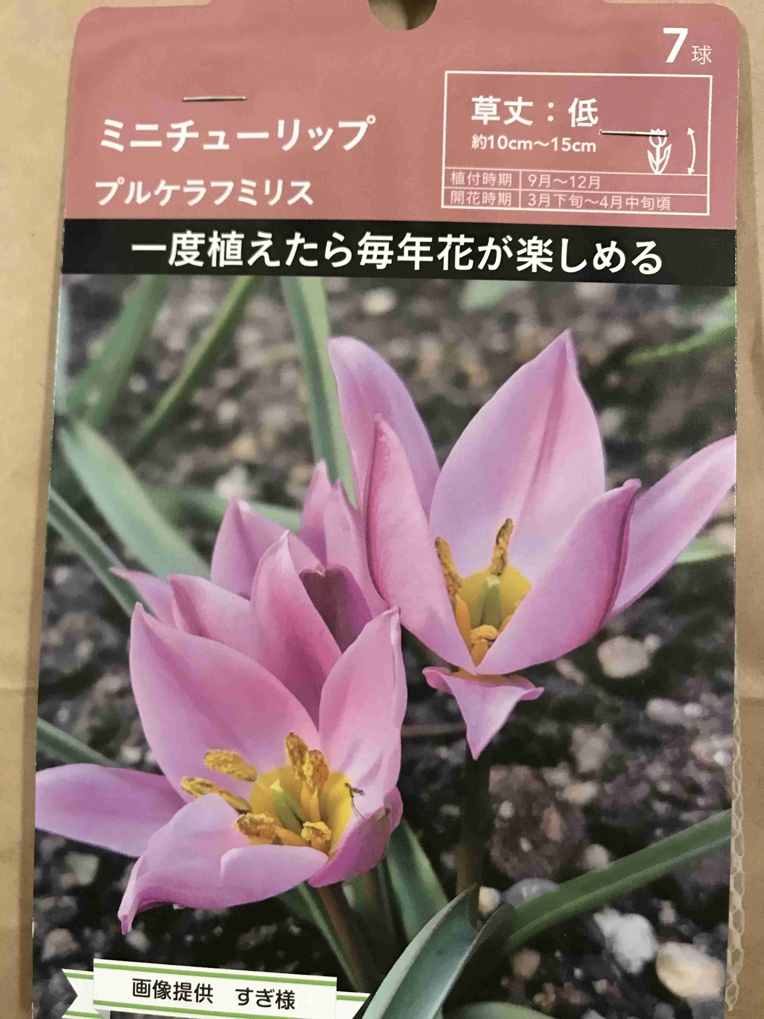 【ガーデニング】ガルちゃん園芸部【花・植物】part.27