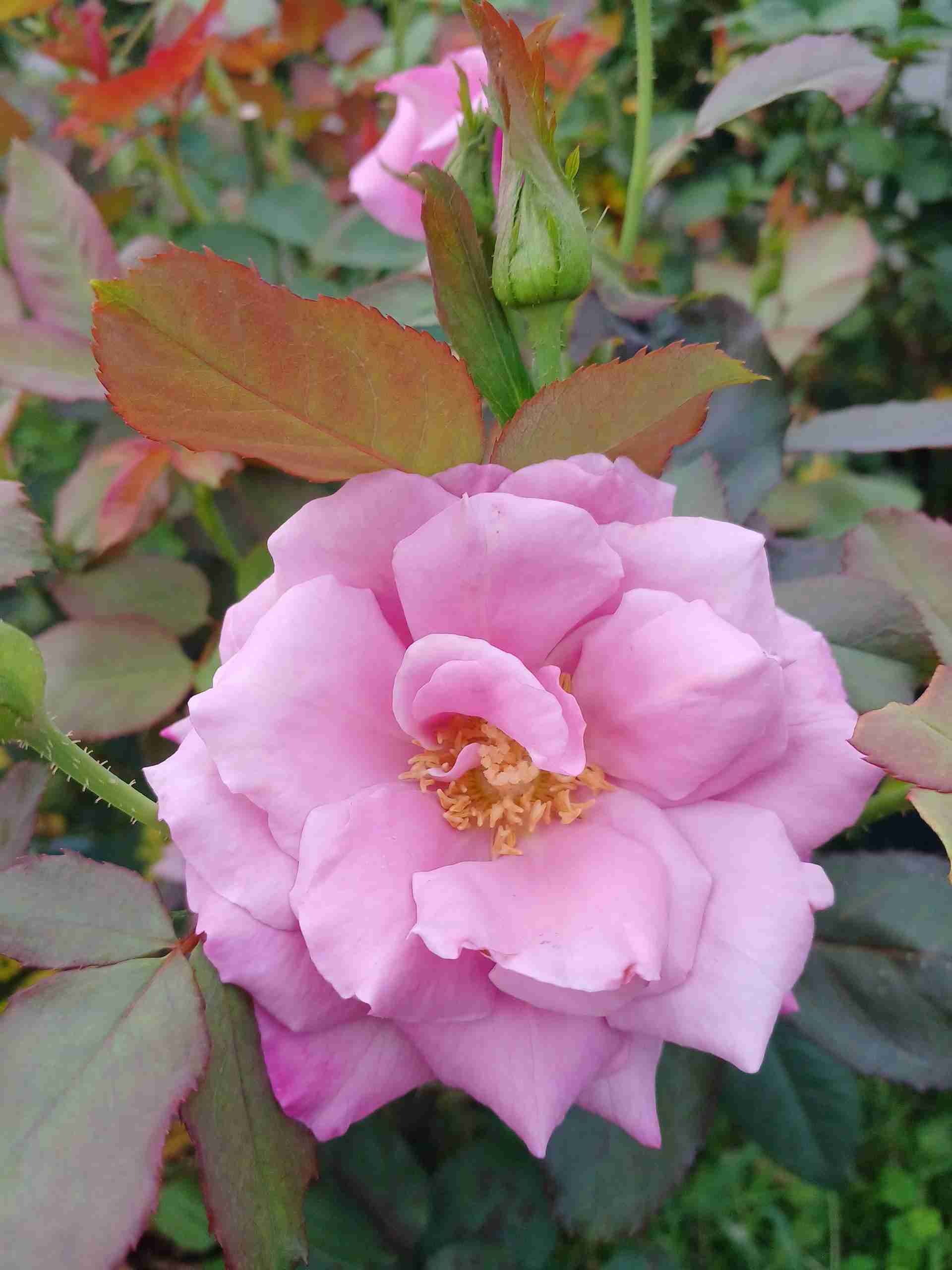 【ガーデニング】ガルちゃん園芸部【花・植物】part.27