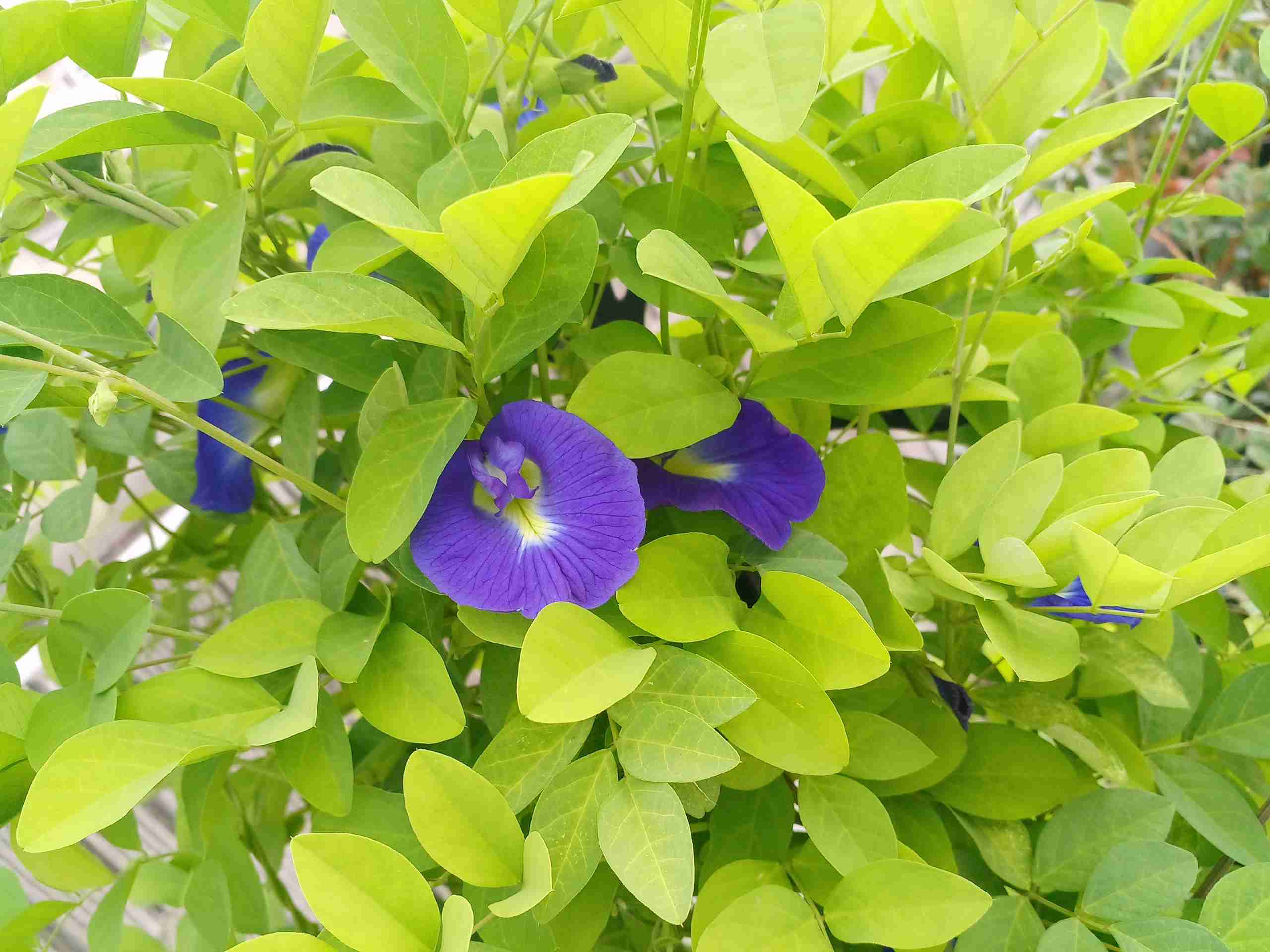 【ガーデニング】ガルちゃん園芸部【花・植物】part.27