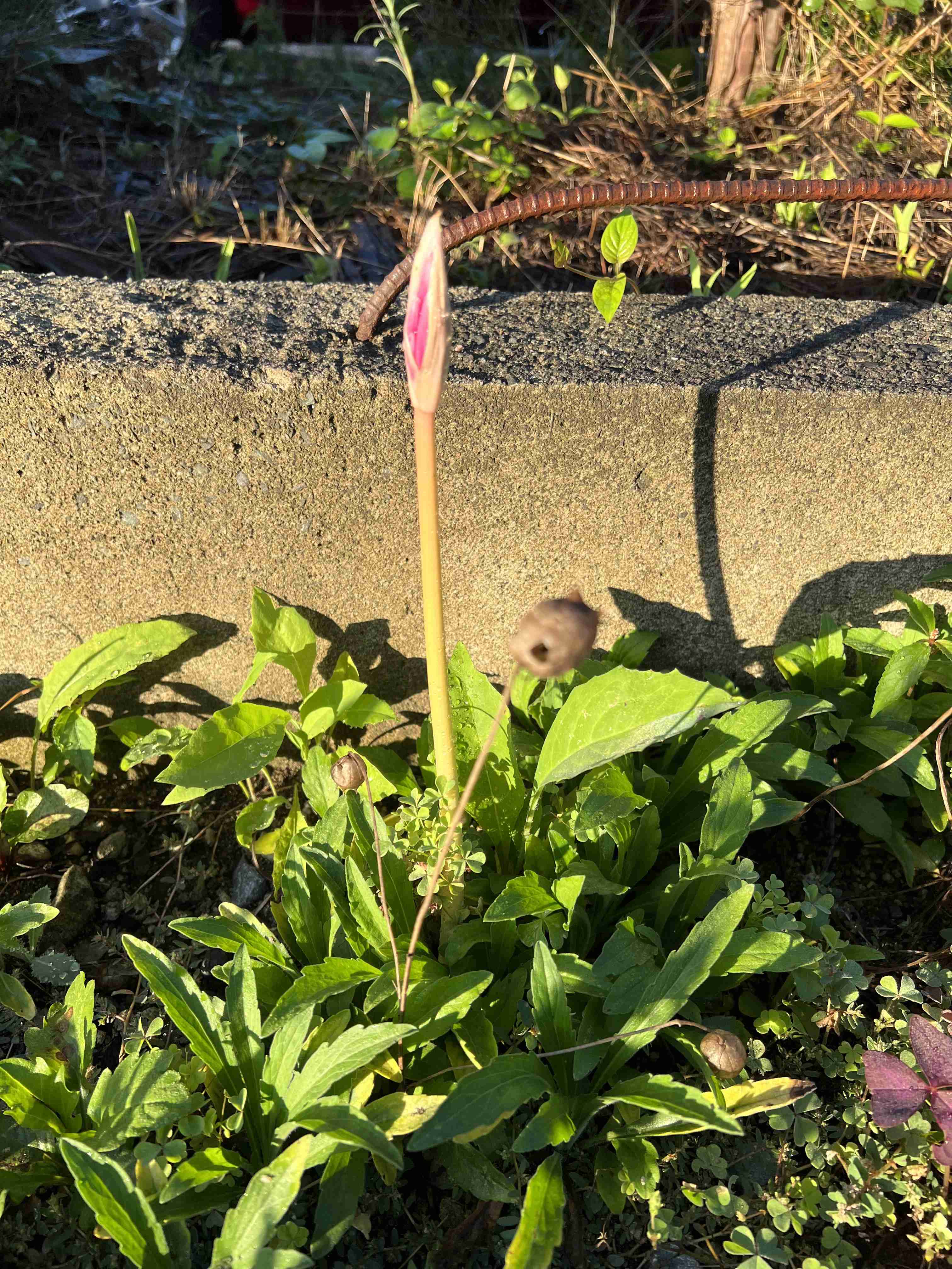 【ガーデニング】ガルちゃん園芸部【花・植物】part.27
