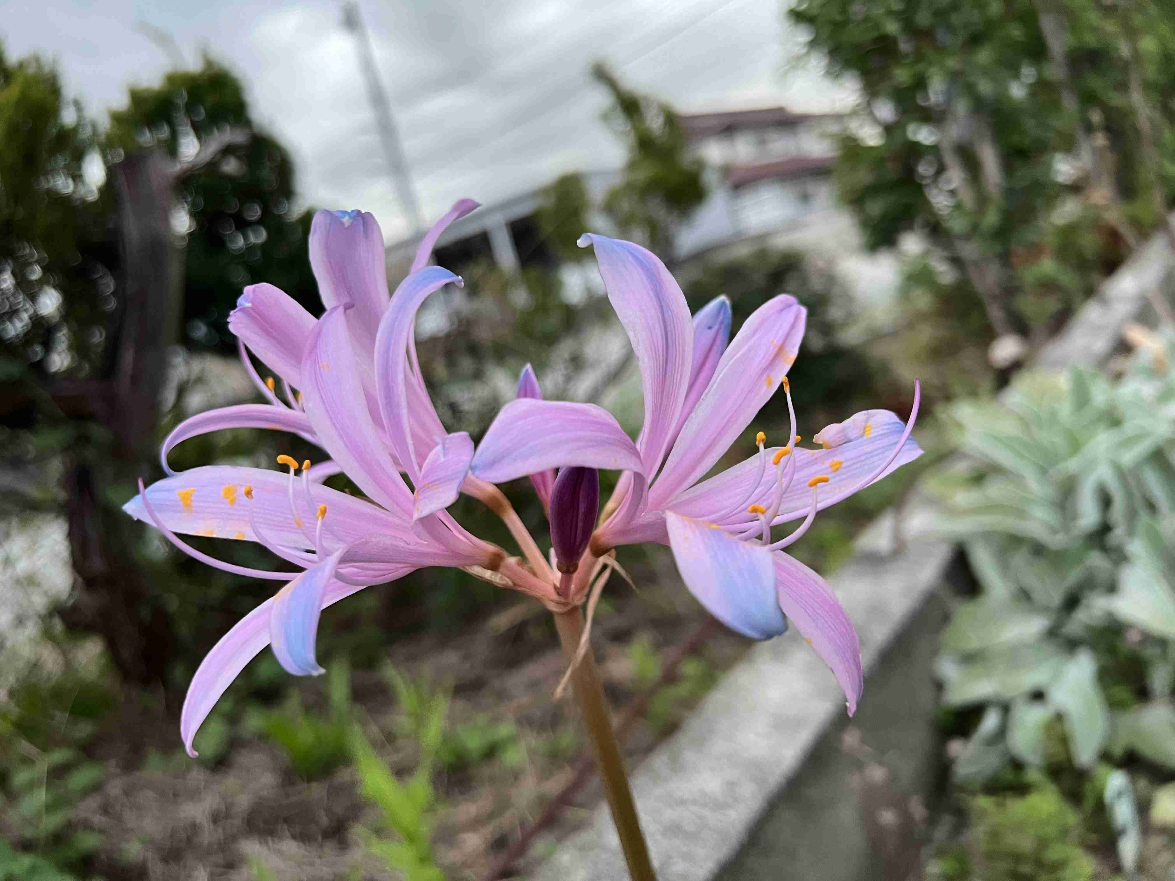 【ガーデニング】ガルちゃん園芸部【花・植物】part.27