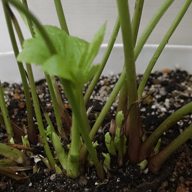 【ガーデニング】ガルちゃん園芸部【花・植物】part.27