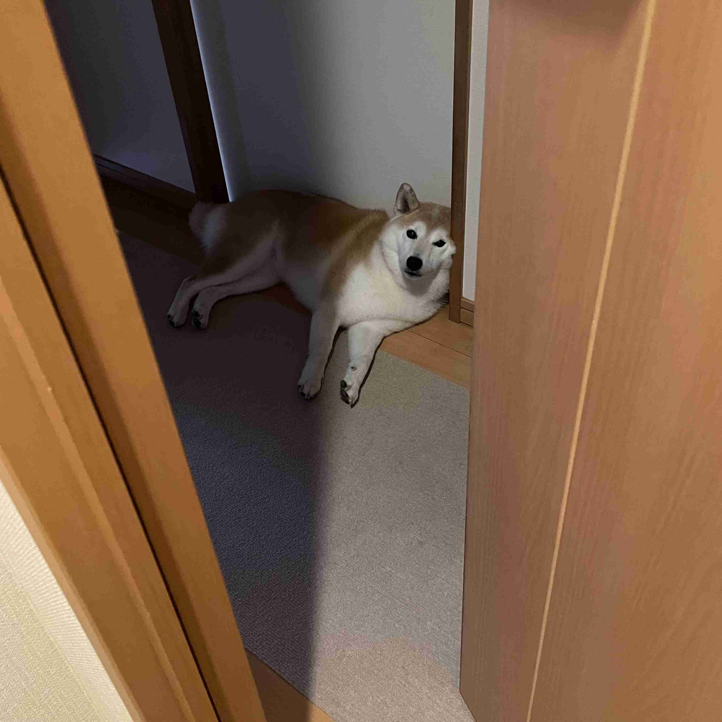 秋の我が家の情景を貼るトピ