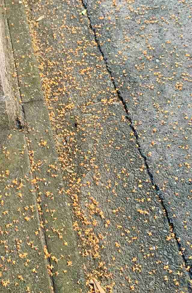 秋の我が家の情景を貼るトピ