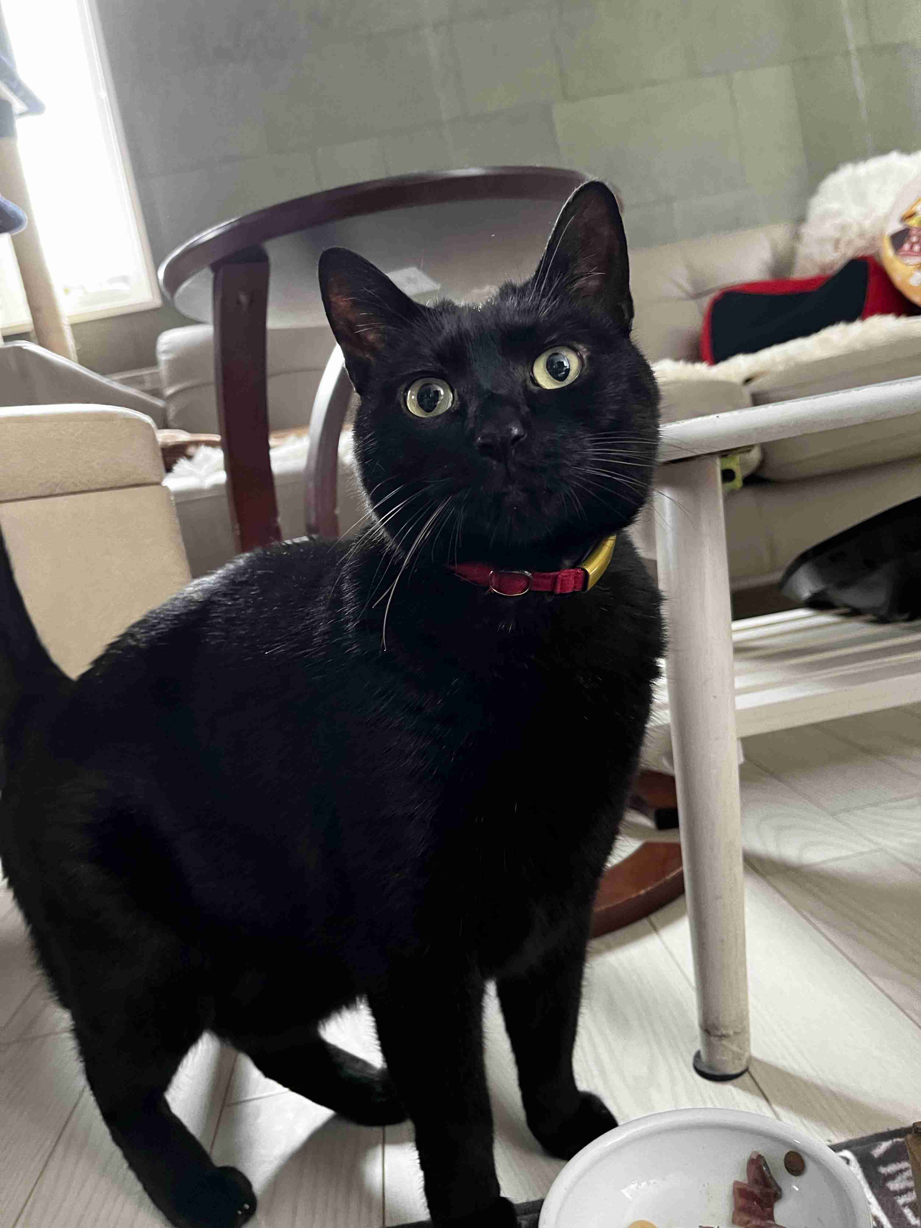 猫に関する困りごと悩み相談【ねこネコ】
