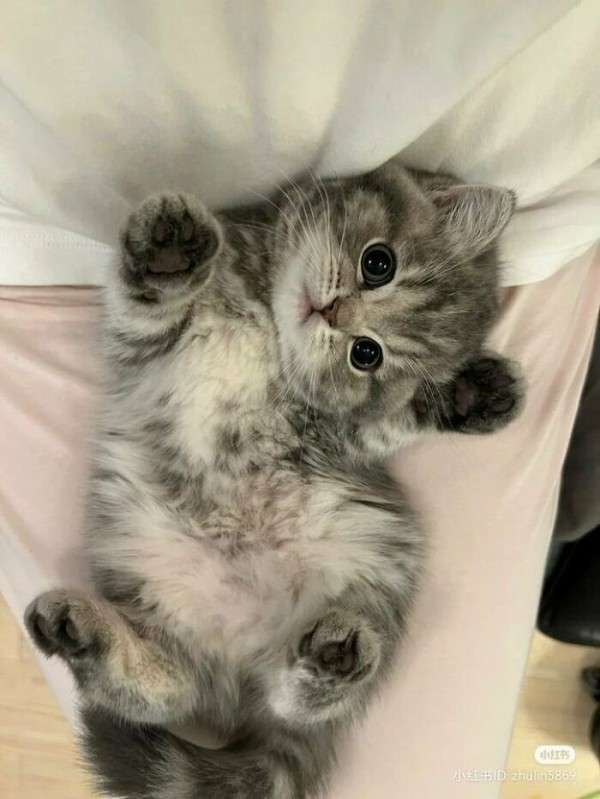 猫に関する困りごと悩み相談【ねこネコ】
