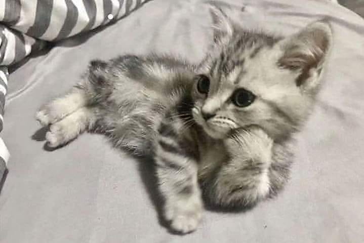 猫に関する困りごと悩み相談【ねこネコ】