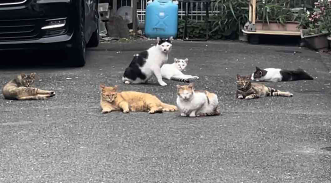 猫に関する困りごと悩み相談【ねこネコ】