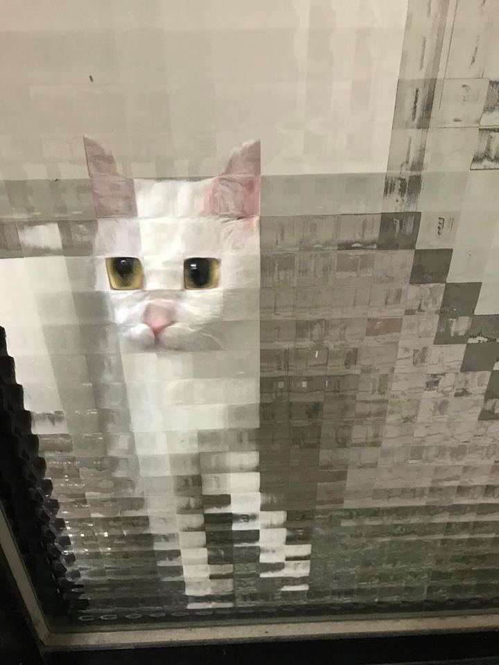 猫に関する困りごと悩み相談【ねこネコ】