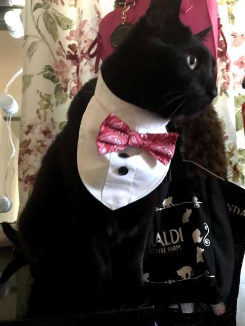 猫に関する困りごと悩み相談【ねこネコ】