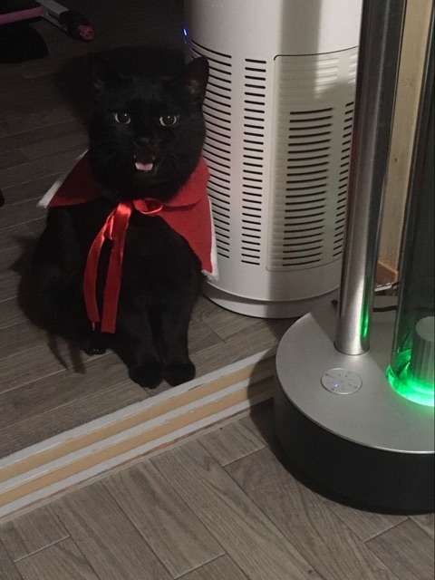 猫に関する困りごと悩み相談【ねこネコ】