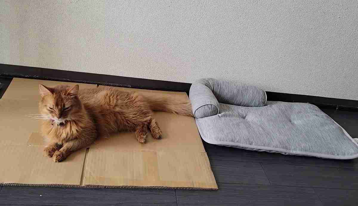 猫に関する困りごと悩み相談【ねこネコ】