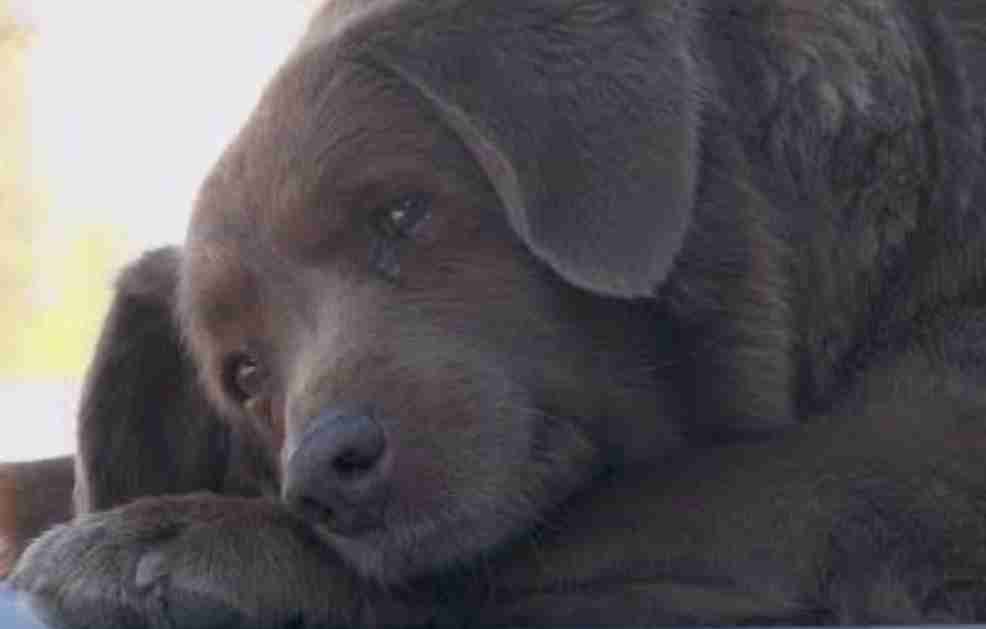 世界最長寿の犬「ボビ」死ぬ　31歳と165日　ポルトガル原産の純血種、平均寿命は12～14歳