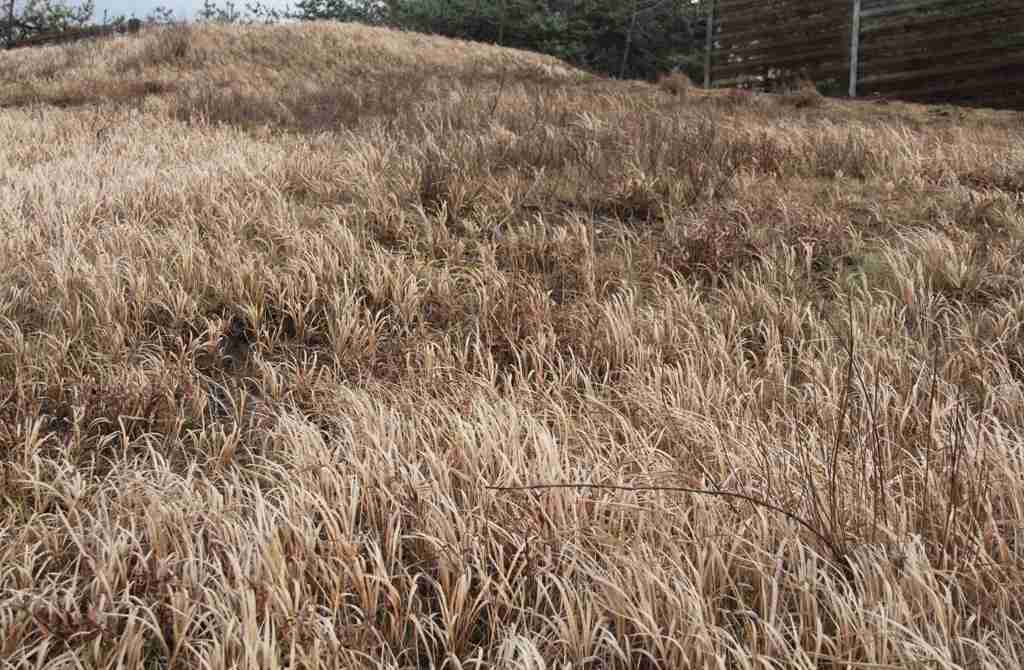 リアルタイムで見たかった聴きたかった