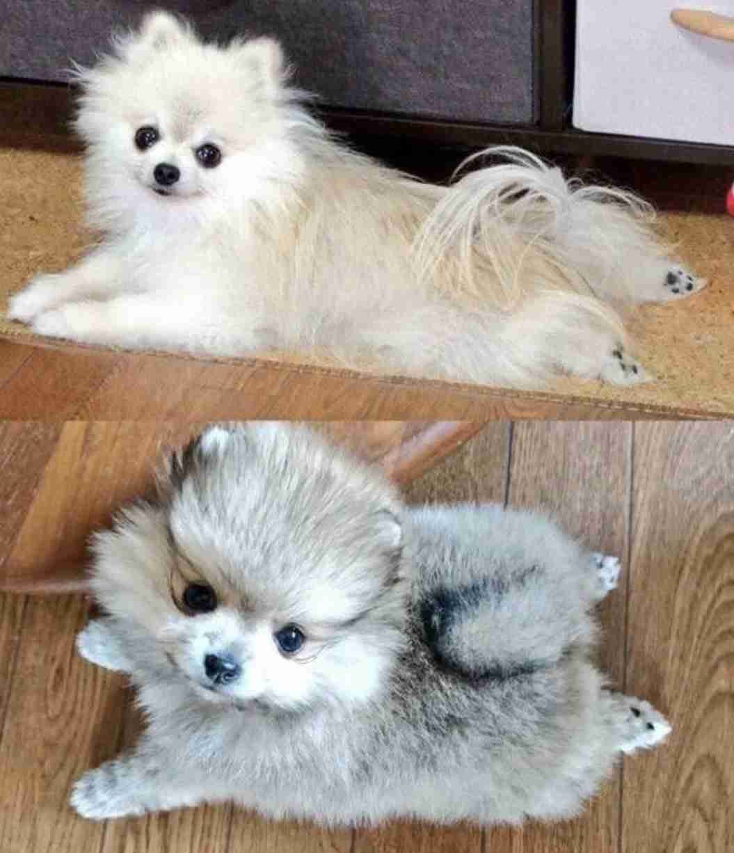 色んなビフォーアフター画像が見たい!