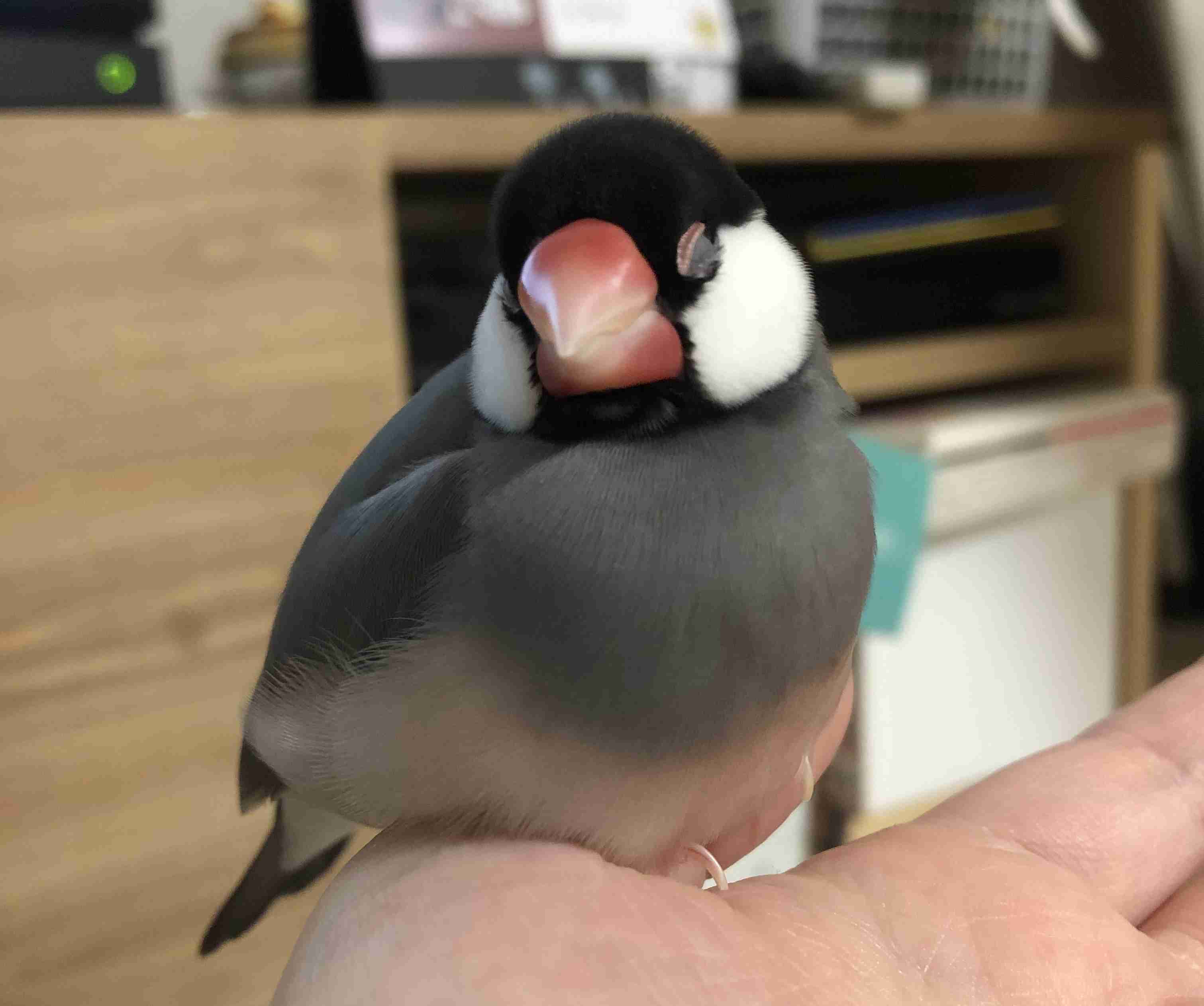 それ自慢にならないよw　ということを自慢してみるトピ