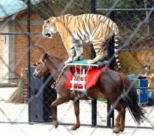 トラウマのメカニズム、一端を解明　PTSD治療につながる可能性