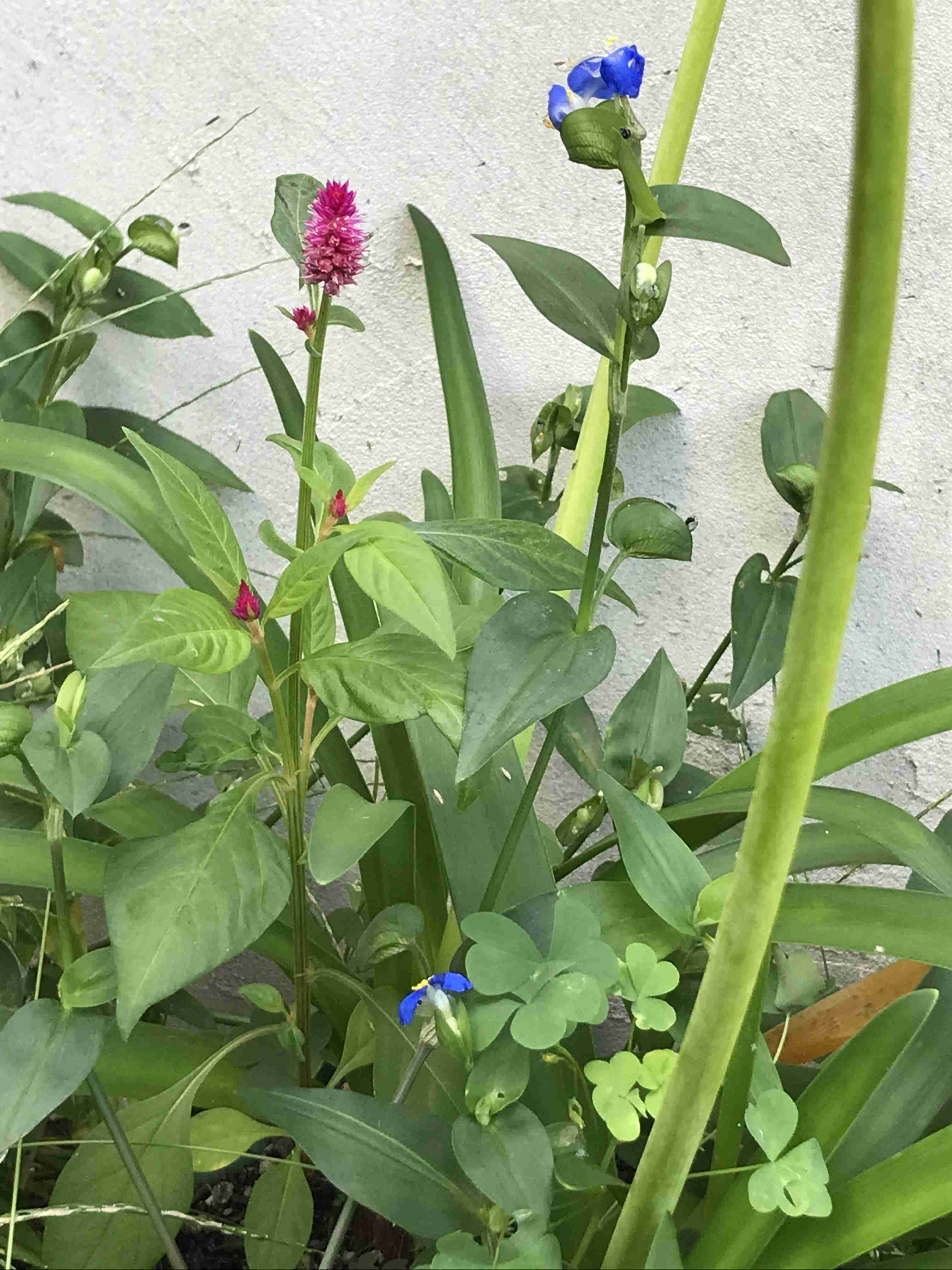【ガーデニング】ガルちゃん園芸部【花・植物】part.28