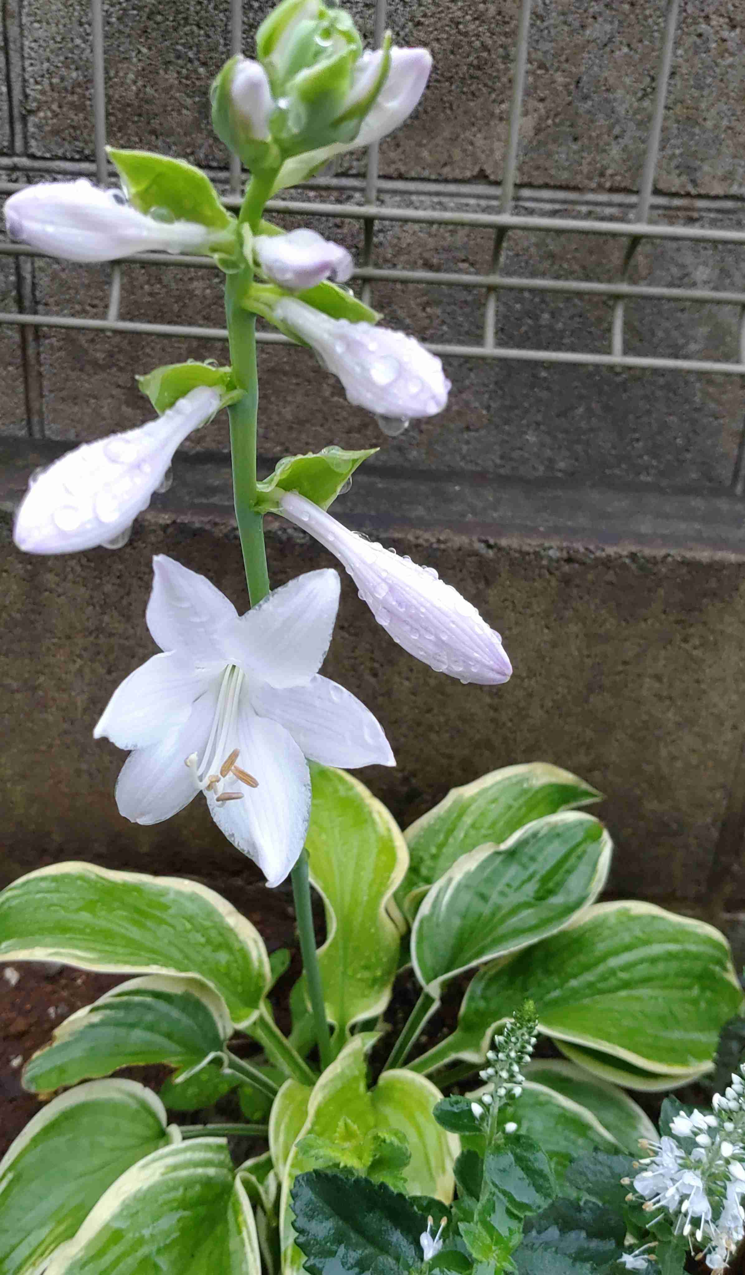 【ガーデニング】ガルちゃん園芸部【花・植物】part.28