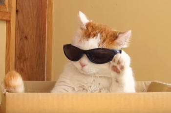 がるちゃん猫カフェ92号店開店しました♫(初めての方も大歓迎♫)