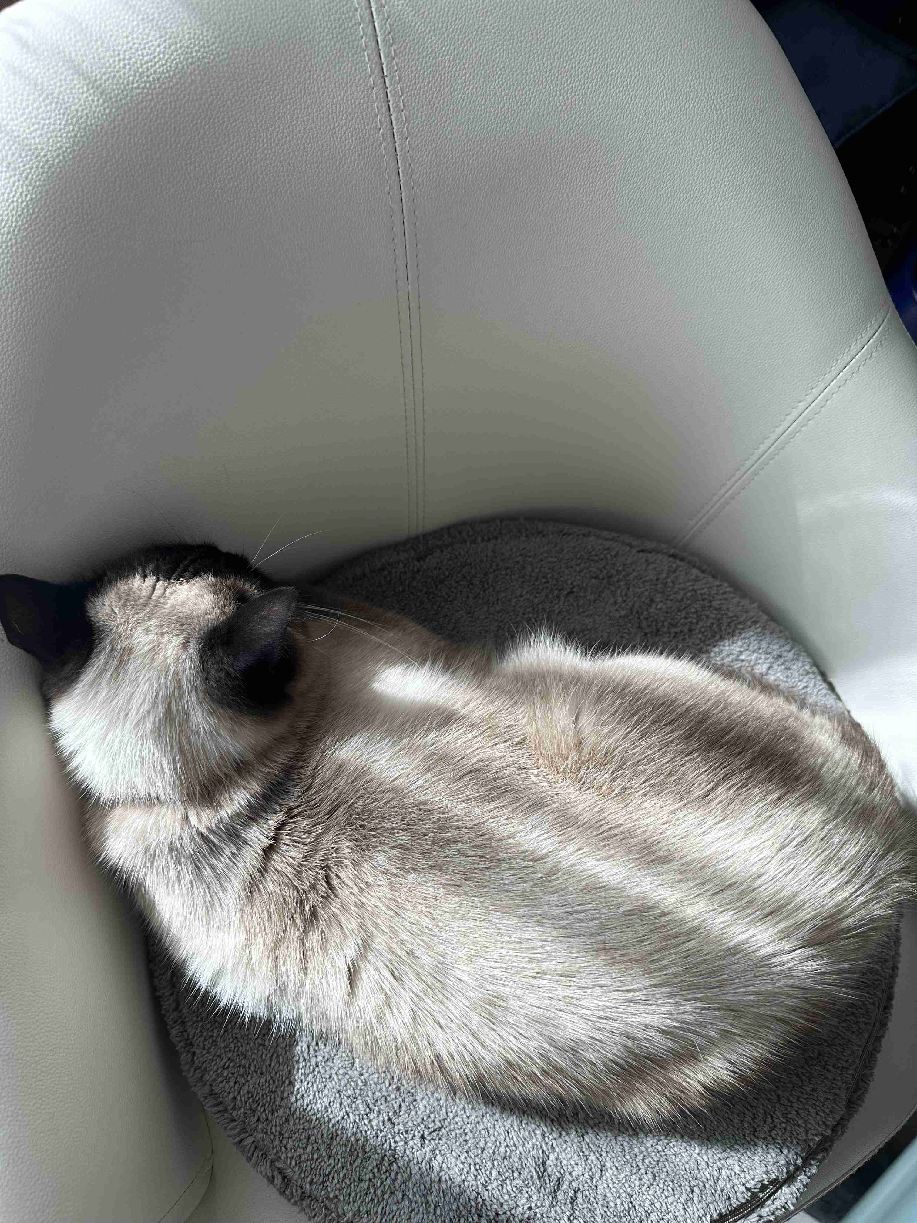 がるちゃん猫カフェ92号店開店しました♫(初めての方も大歓迎♫)