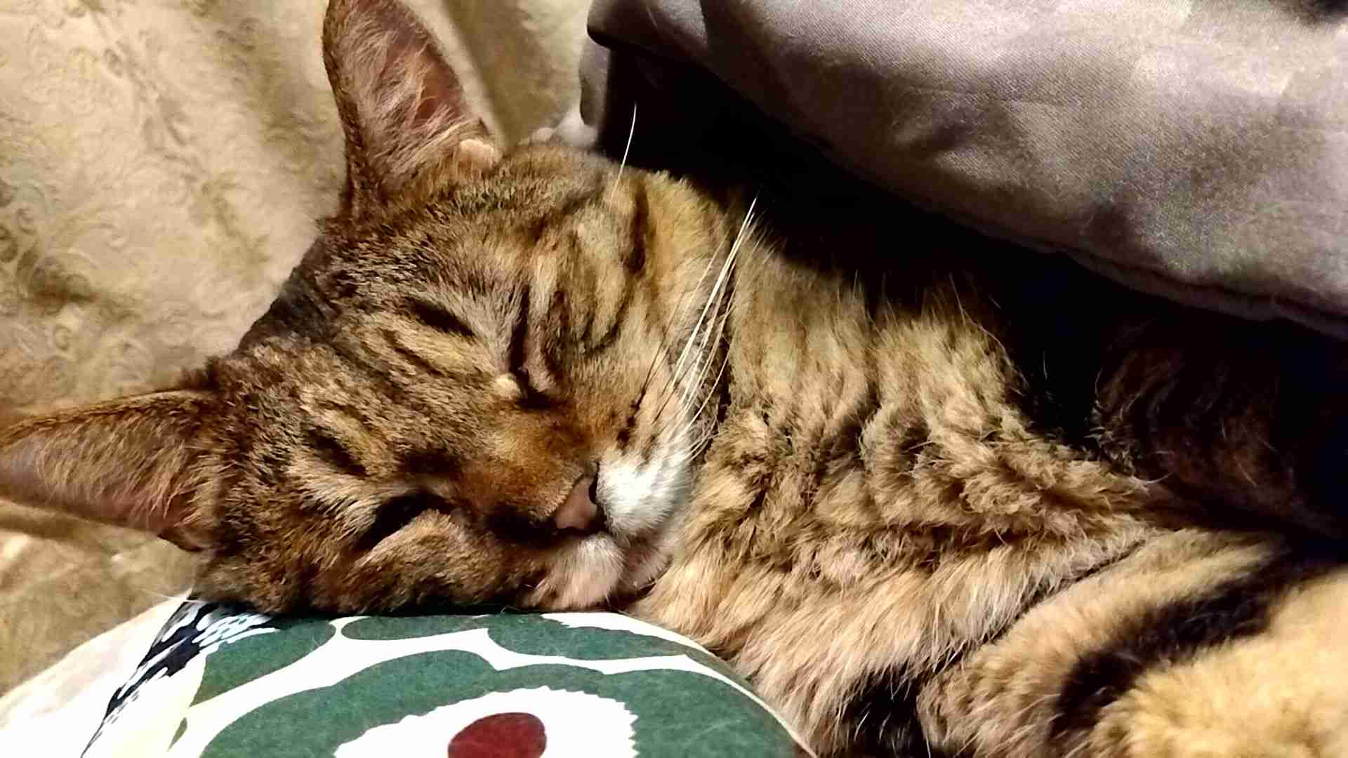 がるちゃん猫カフェ92号店開店しました♫(初めての方も大歓迎♫)