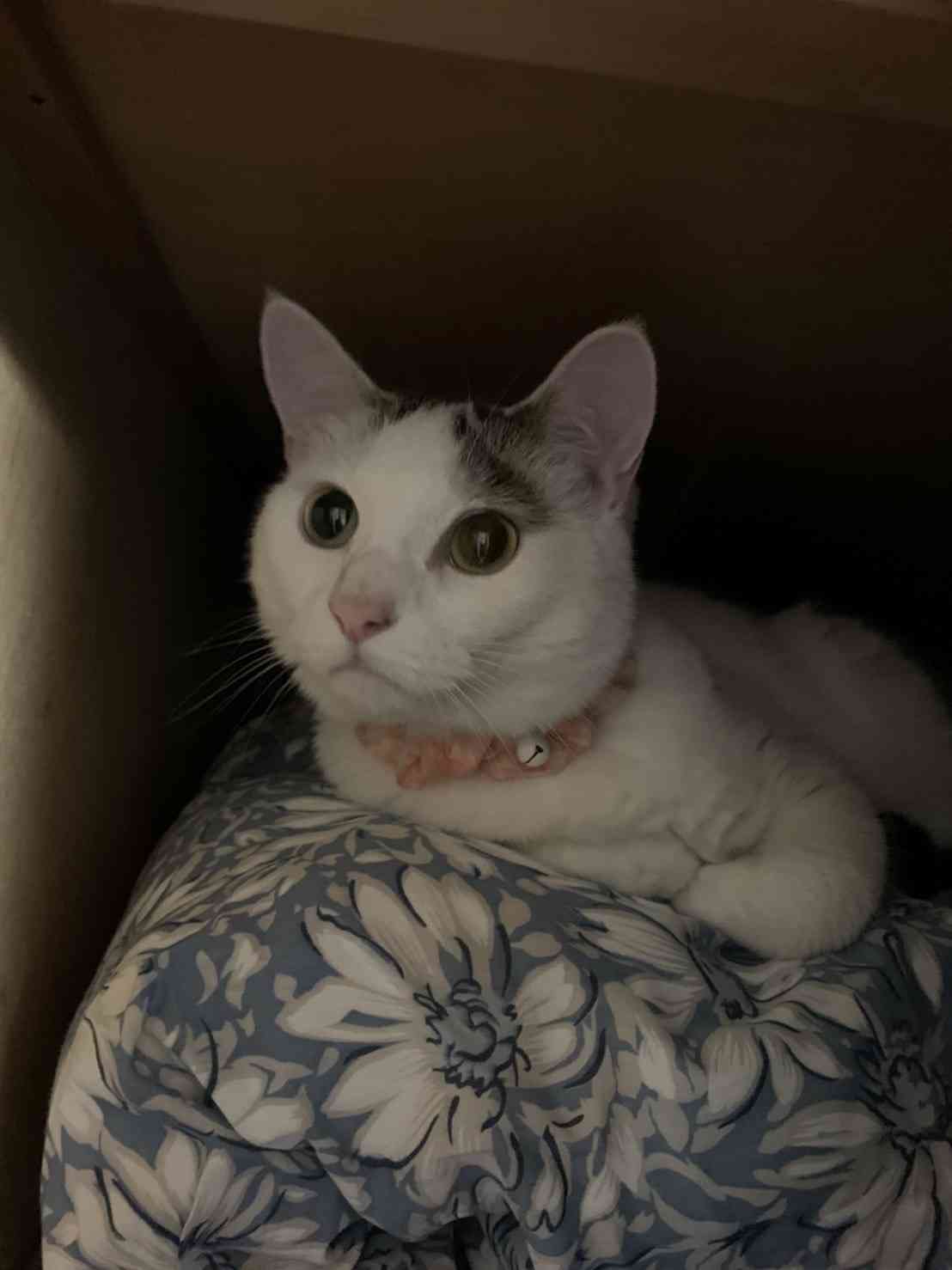 がるちゃん猫カフェ92号店開店しました♫(初めての方も大歓迎♫)