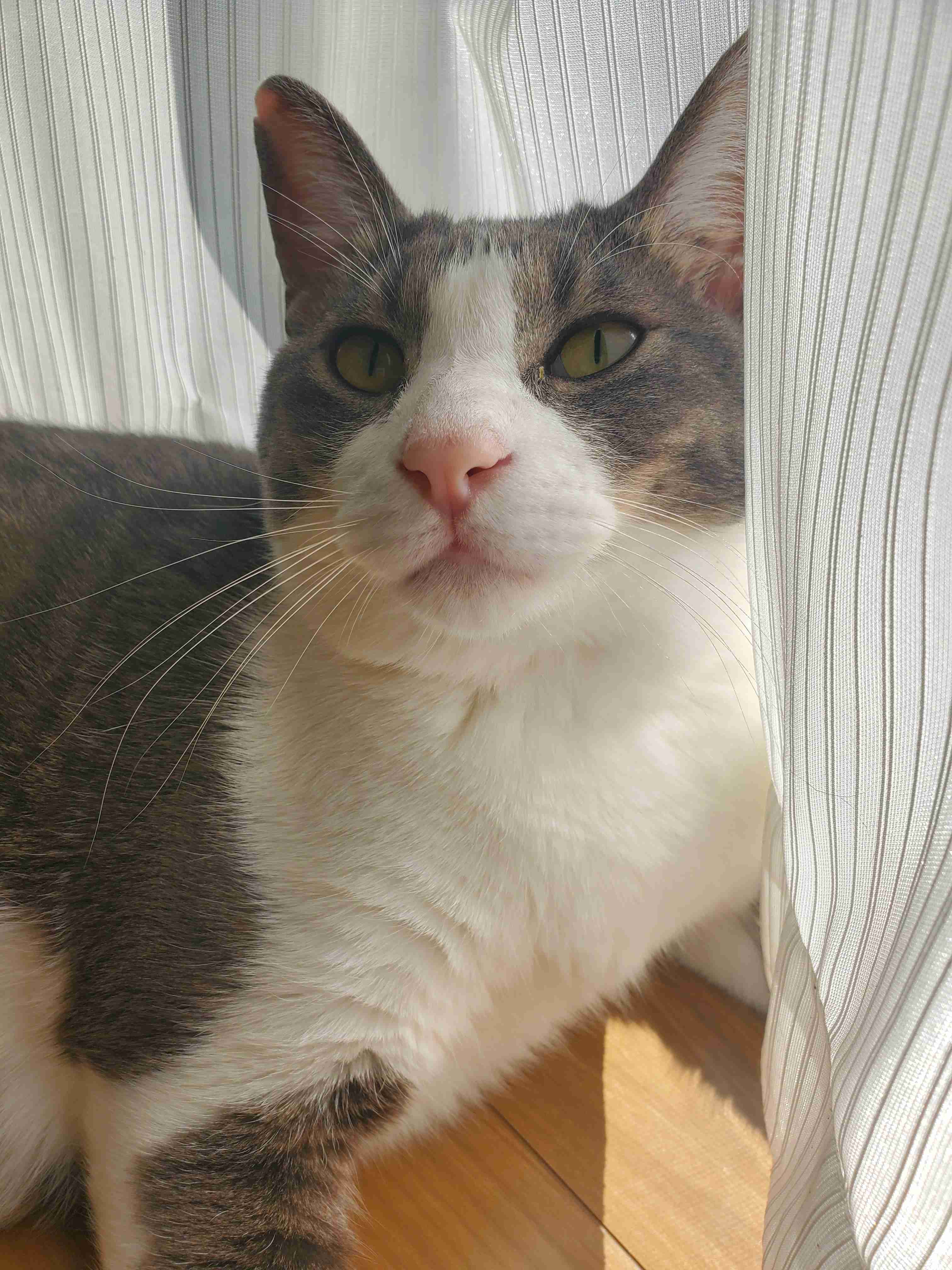 がるちゃん猫カフェ92号店開店しました♫(初めての方も大歓迎♫)