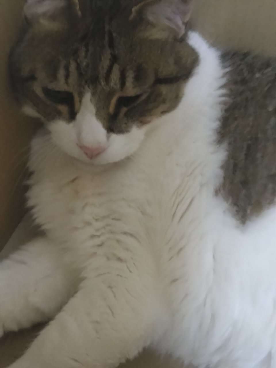 がるちゃん猫カフェ92号店開店しました♫(初めての方も大歓迎♫)