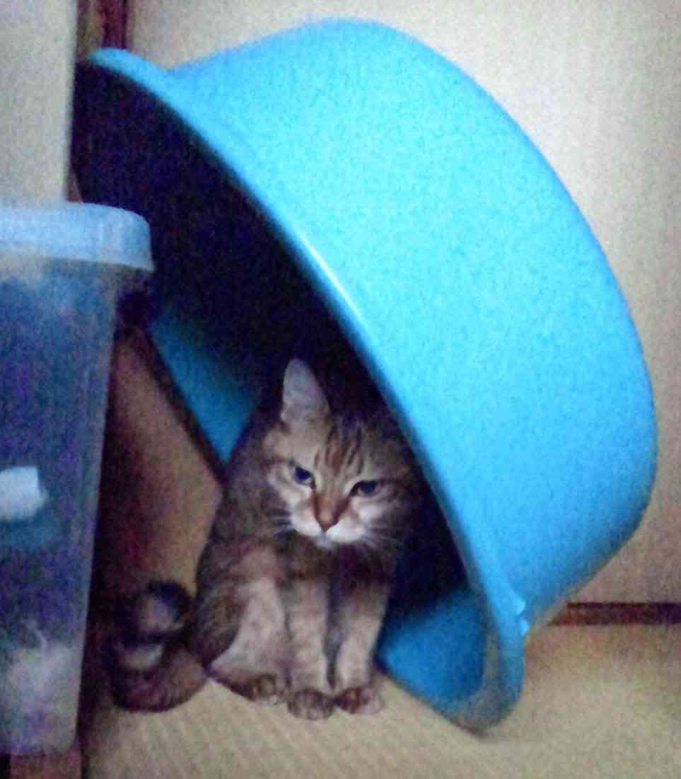 がるちゃん猫カフェ92号店開店しました♫(初めての方も大歓迎♫)