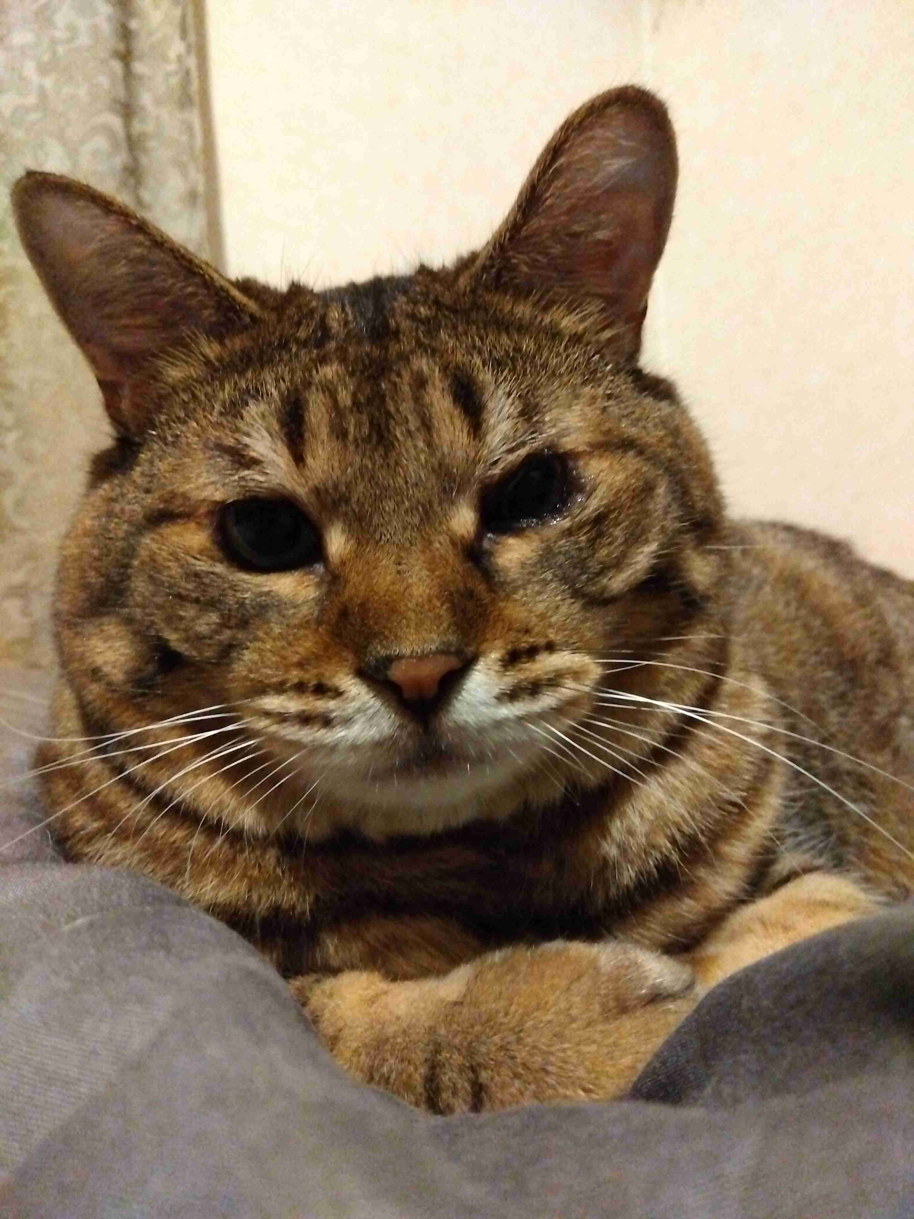 がるちゃん猫カフェ92号店開店しました♫(初めての方も大歓迎♫)