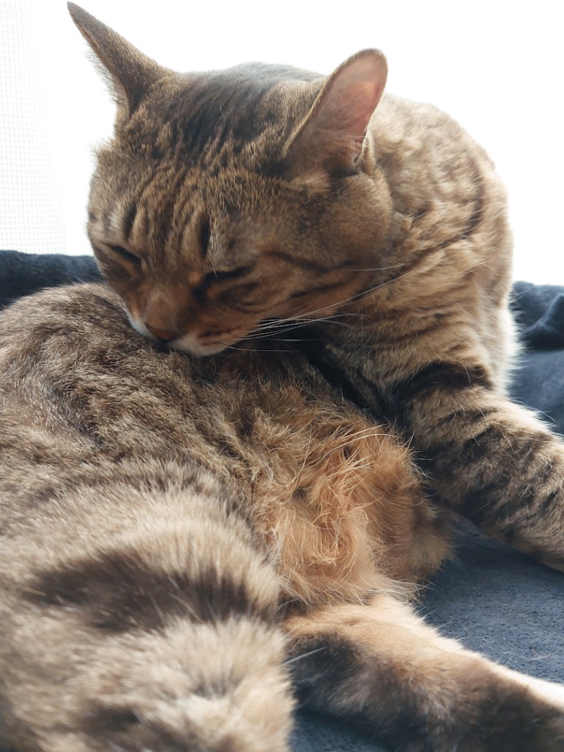 がるちゃん猫カフェ92号店開店しました♫(初めての方も大歓迎♫）