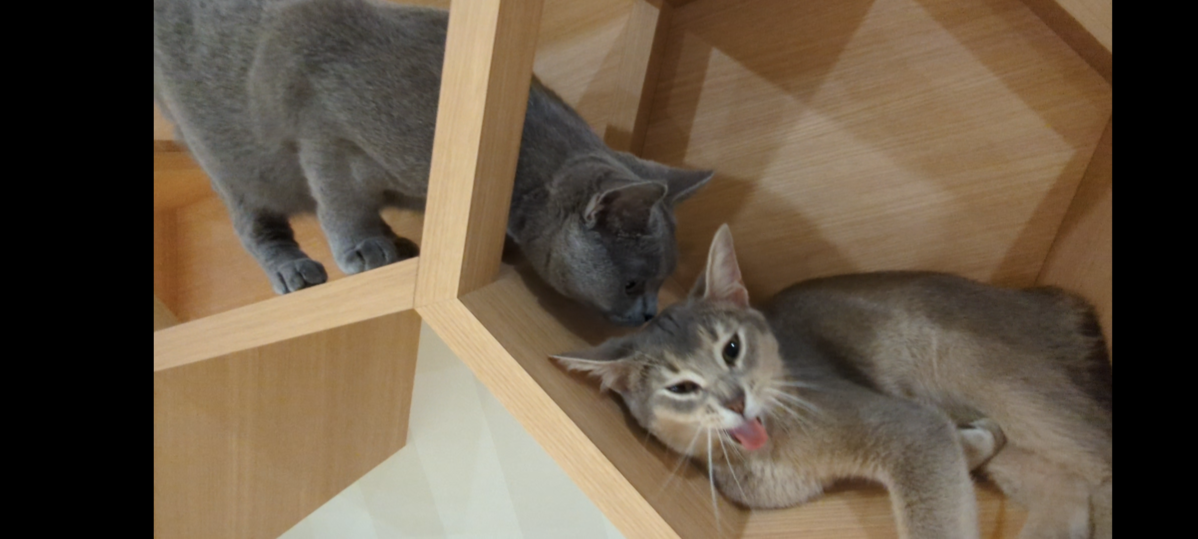 がるちゃん猫カフェ92号店開店しました♫(初めての方も大歓迎♫)