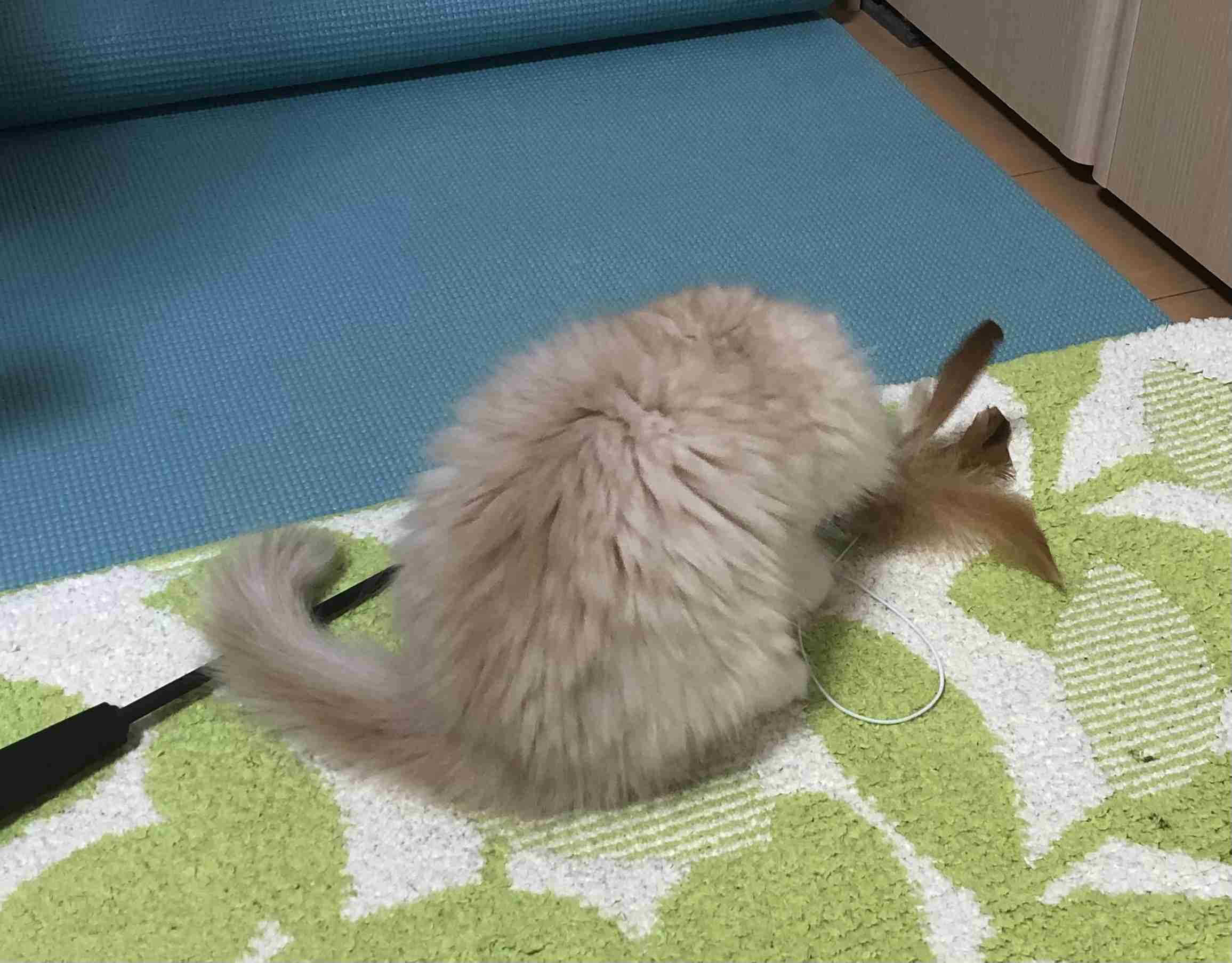 がるちゃん猫カフェ92号店開店しました♫(初めての方も大歓迎♫)