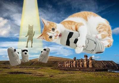 がるちゃん猫カフェ92号店開店しました♫(初めての方も大歓迎♫)