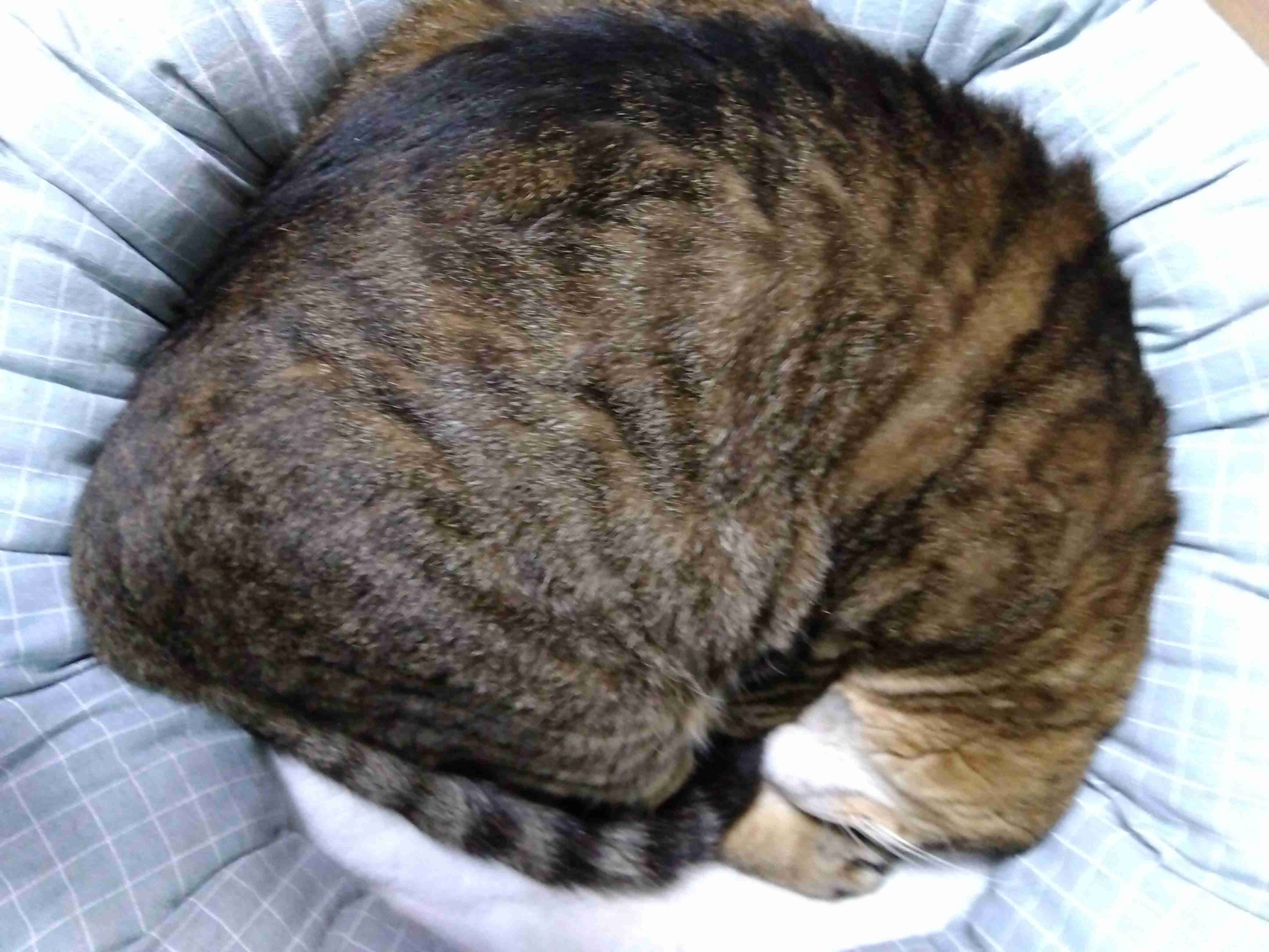 がるちゃん猫カフェ92号店開店しました♫(初めての方も大歓迎♫)