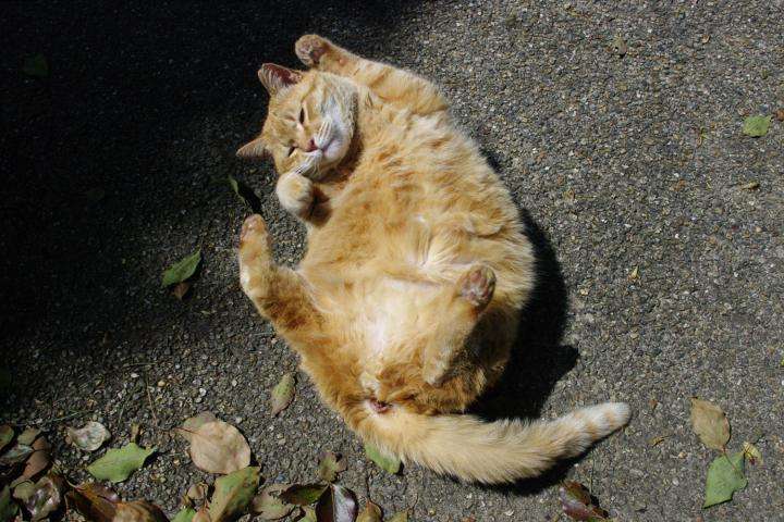 がるちゃん猫カフェ92号店開店しました♫(初めての方も大歓迎♫)