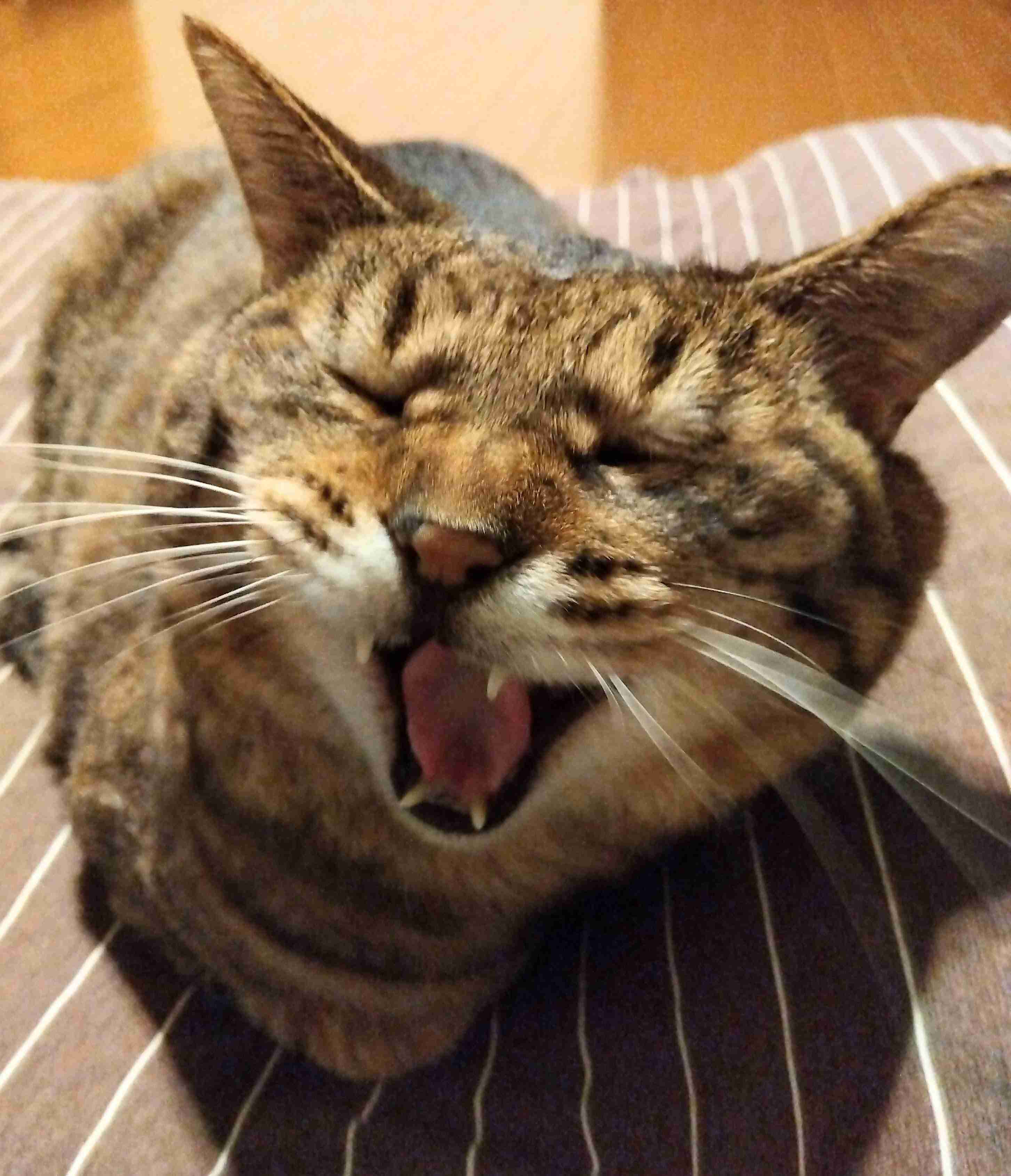 がるちゃん猫カフェ92号店開店しました♫(初めての方も大歓迎♫)