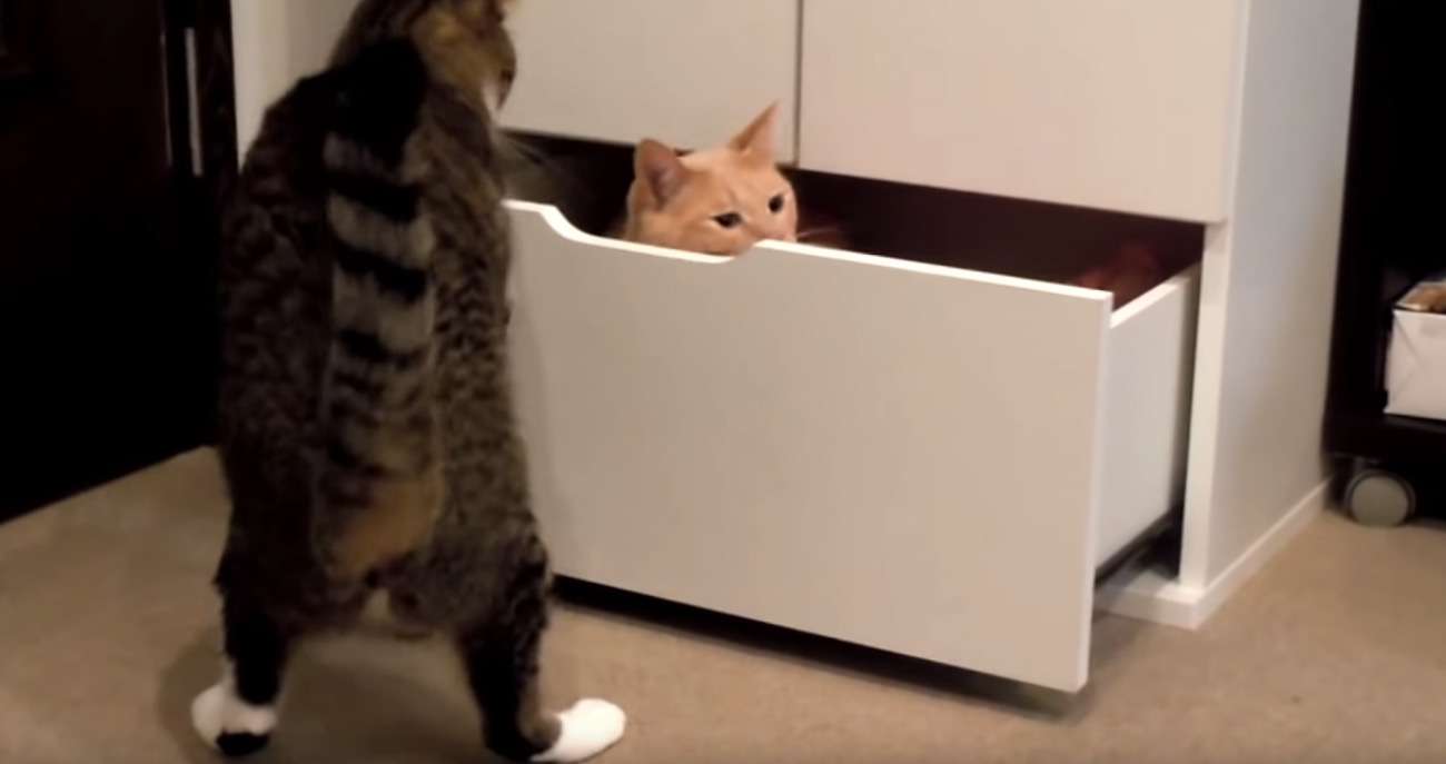 がるちゃん猫カフェ92号店開店しました♫(初めての方も大歓迎♫）