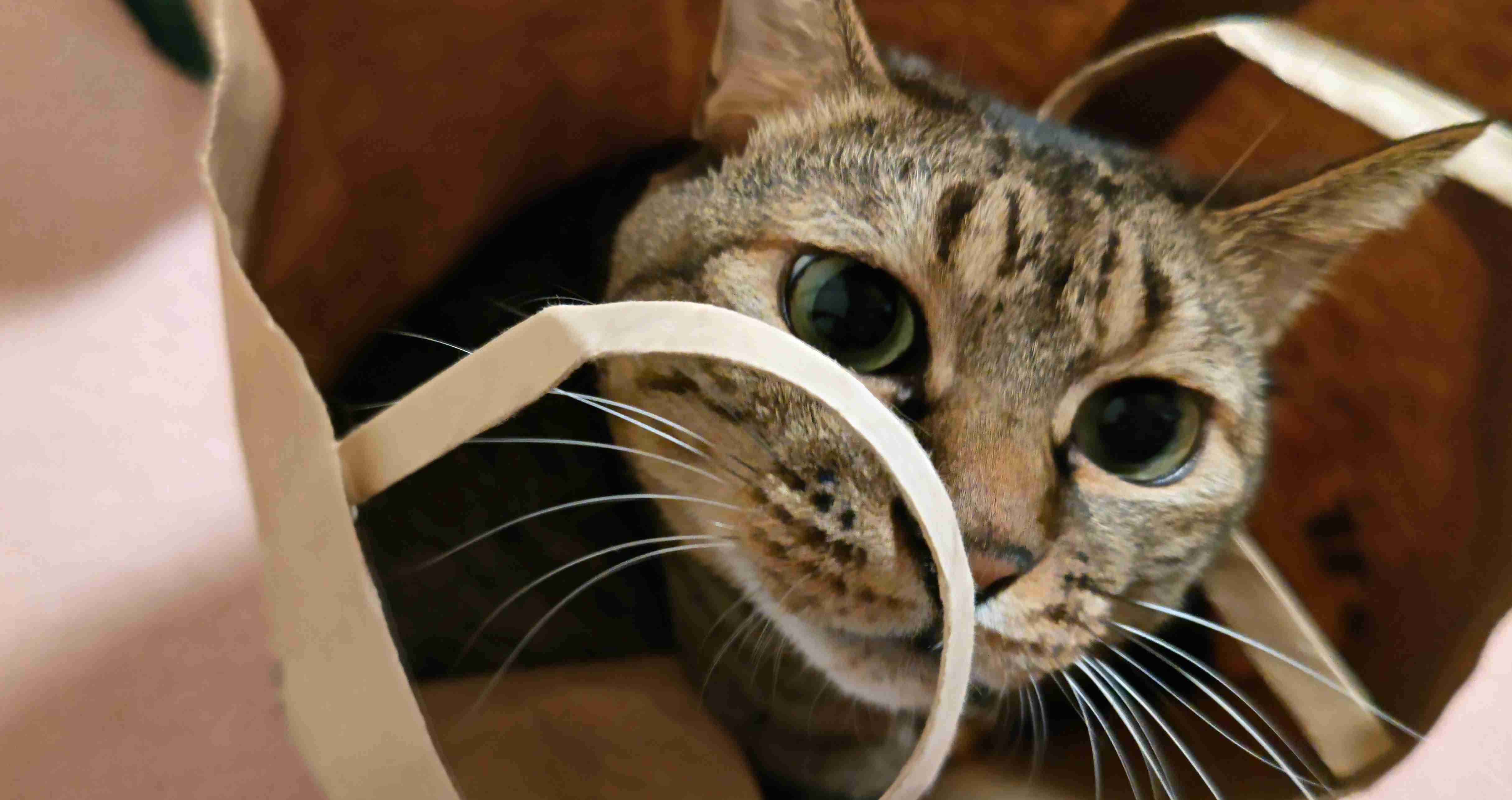 がるちゃん猫カフェ92号店開店しました♫(初めての方も大歓迎♫)