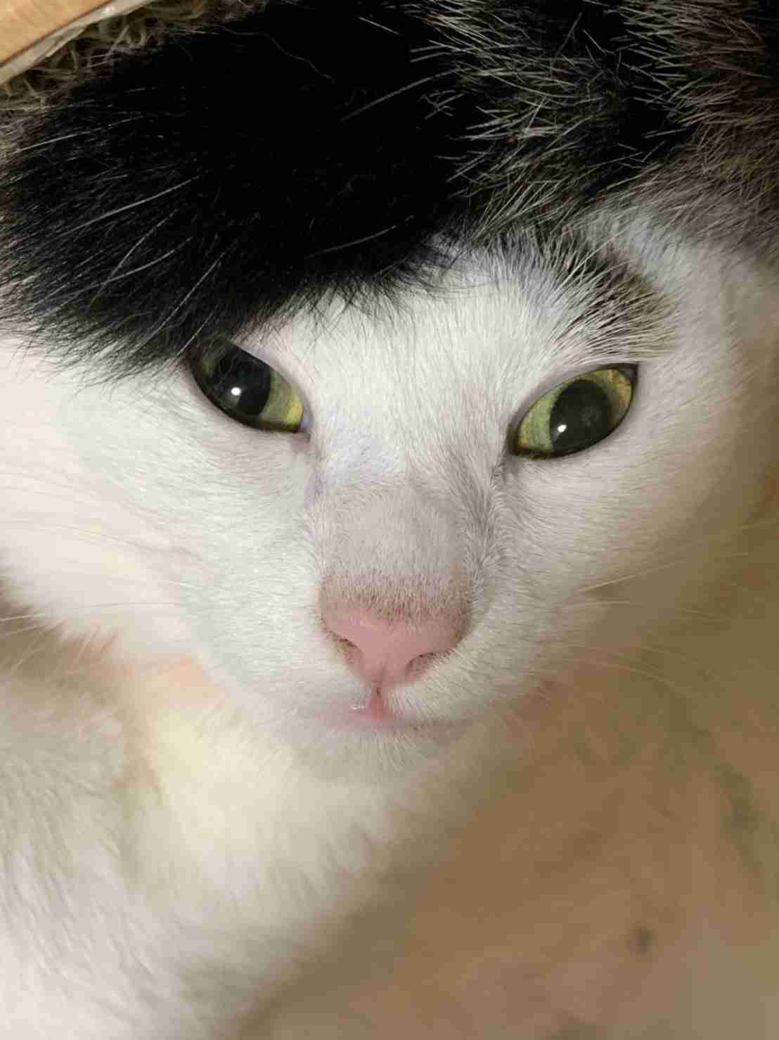 がるちゃん猫カフェ92号店開店しました♫(初めての方も大歓迎♫）