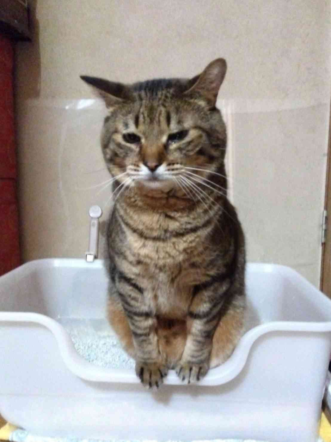 がるちゃん猫カフェ92号店開店しました♫(初めての方も大歓迎♫）