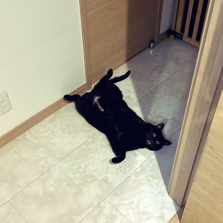 がるちゃん猫カフェ92号店開店しました♫(初めての方も大歓迎♫)