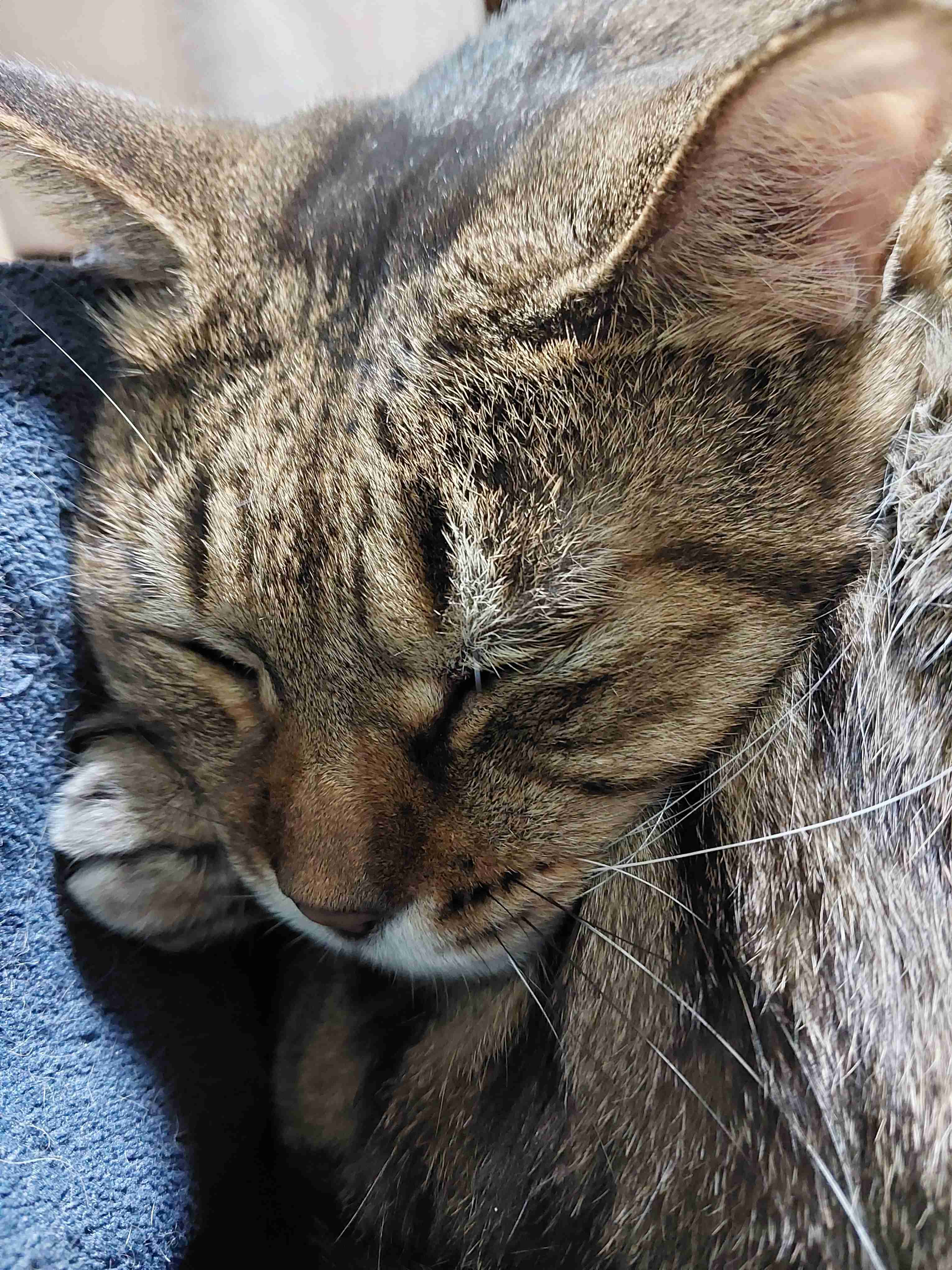 がるちゃん猫カフェ92号店開店しました♫(初めての方も大歓迎♫)